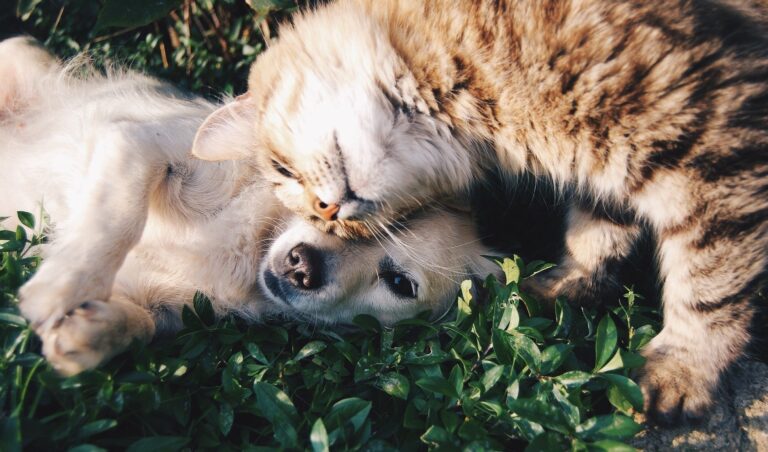 Separazione: come i figli, anche cani e gatti possono avere affido condiviso
