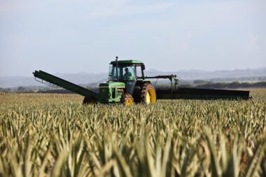 Ecco come prendere 50.000 euro di premio PAC in agricoltura