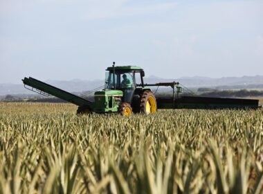 contributi pac agricoltura