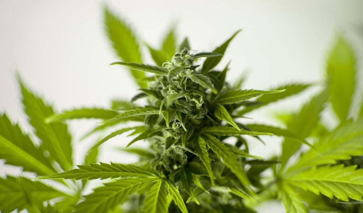 Cannabis a casa: sì alle piccole coltivazioni, maggiori pene per lo spaccio