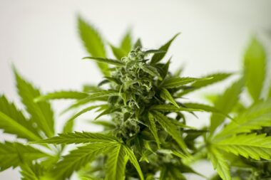 Cannabis a casa: sì alle piccole coltivazioni, maggiori pene per lo spaccio