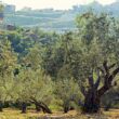 Terreno agricolo un investimento giusto? ecco perché adesso lo è di più ed i vantaggi sono molteplici anche per i non agricoltori.