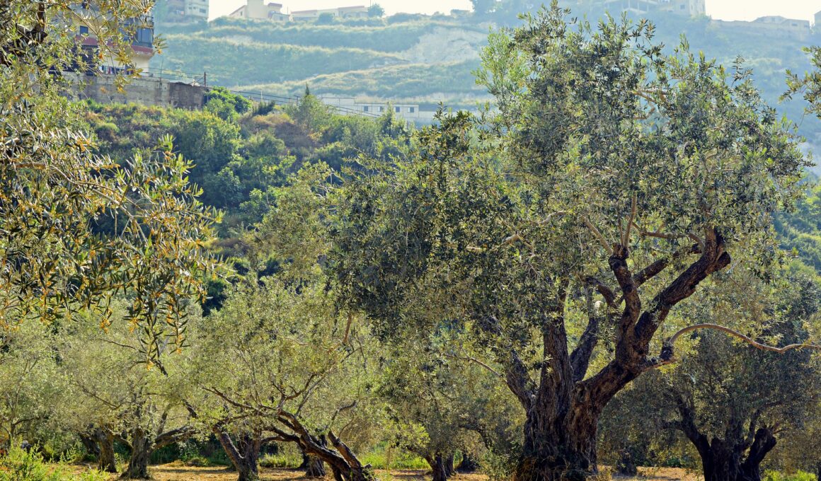 Terreno agricolo un investimento giusto? ecco perché adesso lo è di più ed i vantaggi sono molteplici anche per i non agricoltori.