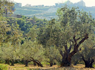 Terreno agricolo un investimento giusto? ecco perché adesso lo è di più ed i vantaggi sono molteplici anche per i non agricoltori.